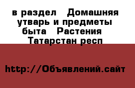  в раздел : Домашняя утварь и предметы быта » Растения . Татарстан респ.